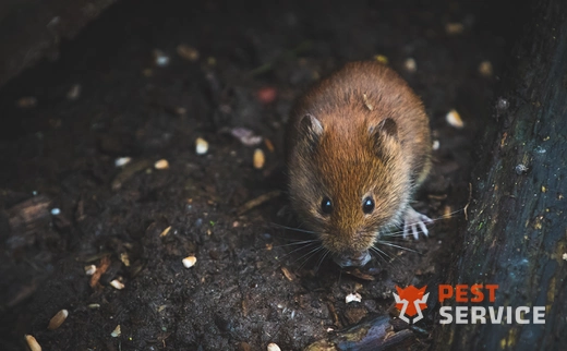 Дератизация в Белебее